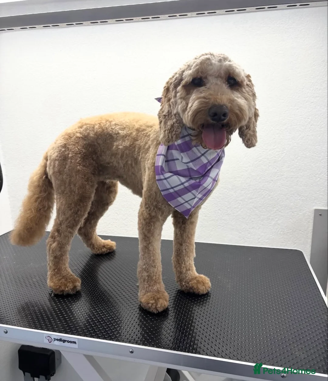 Cockapoo dogs for sale: Peppa in Sittingbourne - Advert 1