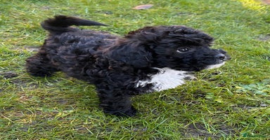 Shihpoo dogs 🌟 Adorable Shihpoo Puppies 🌟 - Advert 8