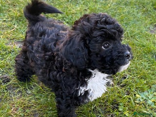 Shihpoo dogs 🌟 Adorable Shihpoo Puppies 🌟 - Advert 5