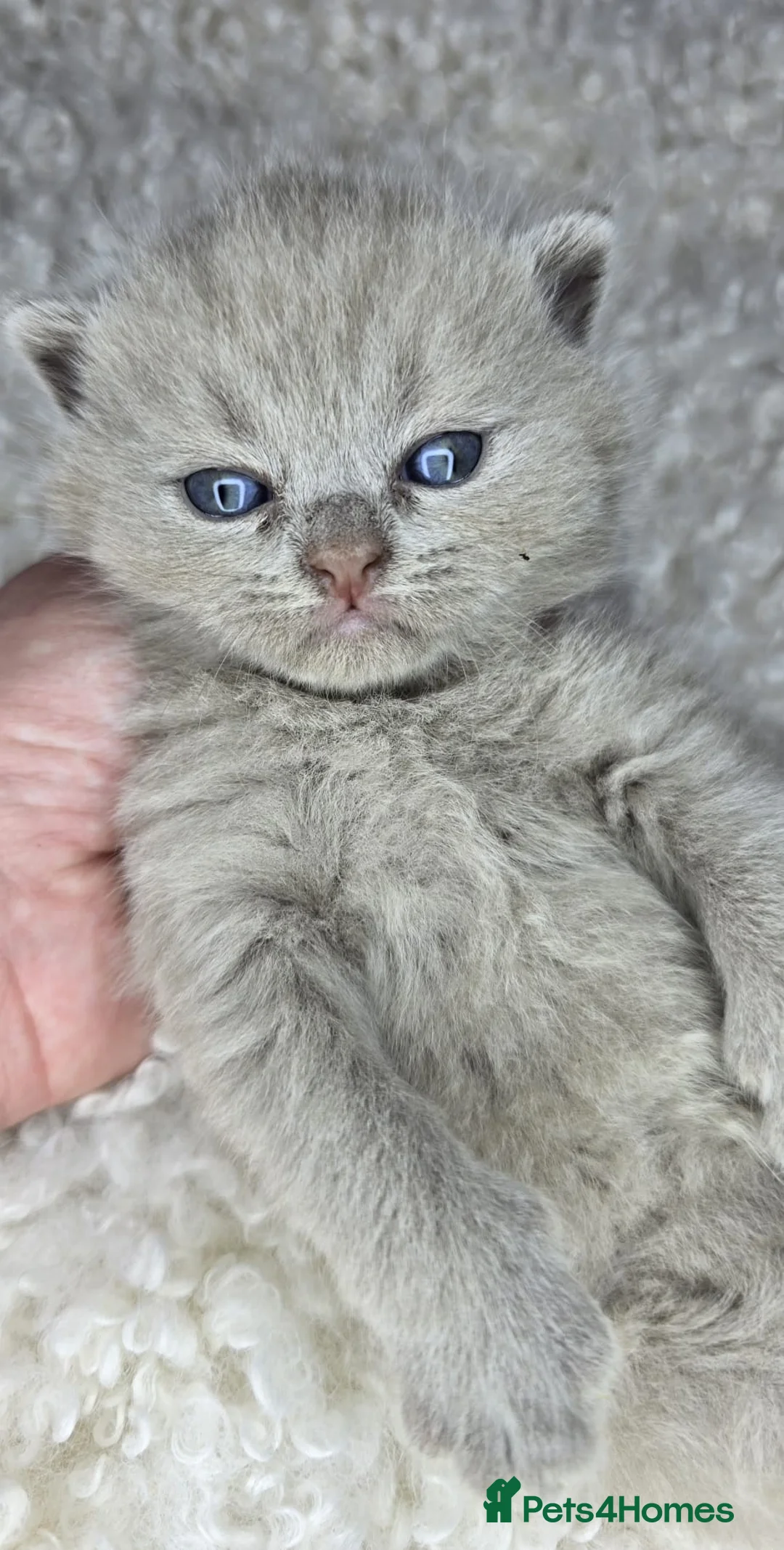British Shorthair cats for sale: Gorgeous British Shorthair kittens - Advert 8