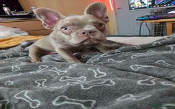 French Bulldog dogs for sale: 7 month Female French Bulldog  - Image 6