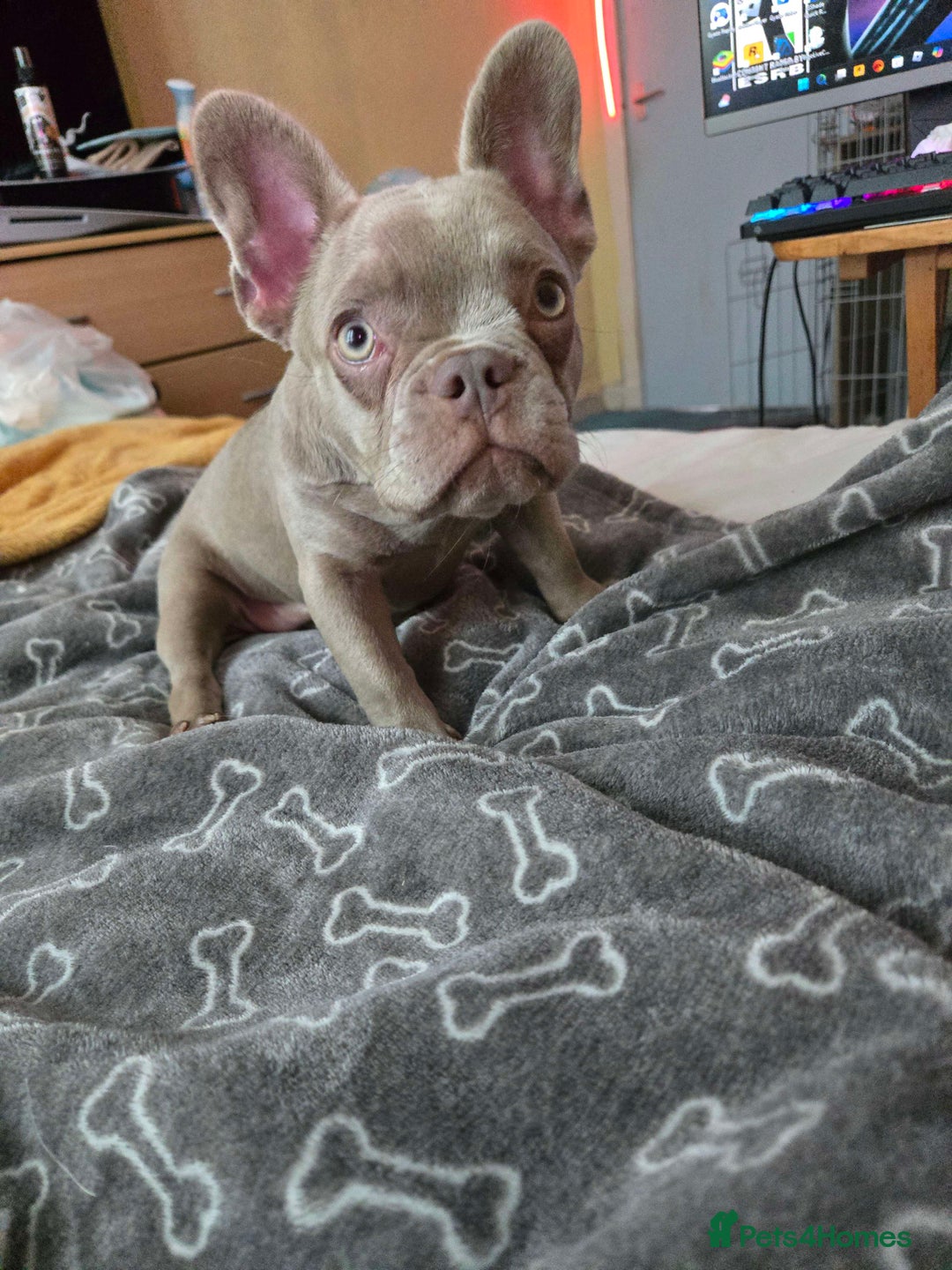 French Bulldog dogs for sale: 7 month Female French Bulldog  - Image 6