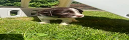Sprocker dogs for sale: Working Sprocker Puppies - Advert 3