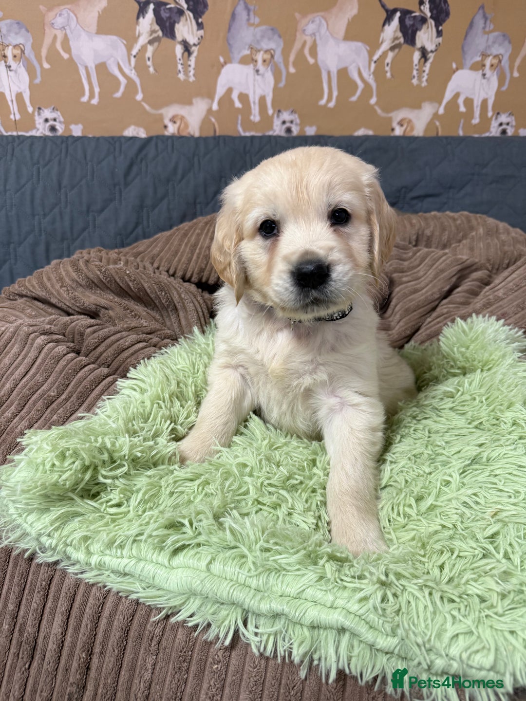 Golden Retriever dogs for sale: Kc registered DNA clear Golden Retriever Puppies - Advert 16