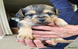 Jackapoo dogs for sale: Jackapoo Puppies - Image 2