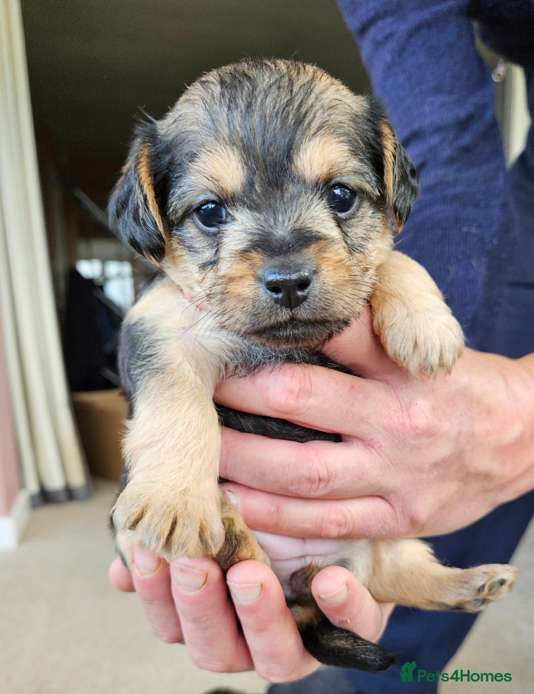 Jackapoo dogs for sale: Jackapoo Puppies - Image 2
