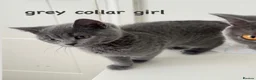 British Shorthair cats for sale: READY TO GO! Gorgeous British Shorthairs ! - Advert 12