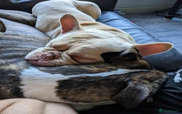 Mixed Breed dogs for sale: Frenchie cross - Image 10