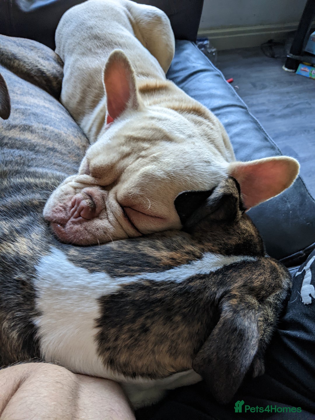 Mixed Breed dogs for sale: Frenchie cross - Image 10