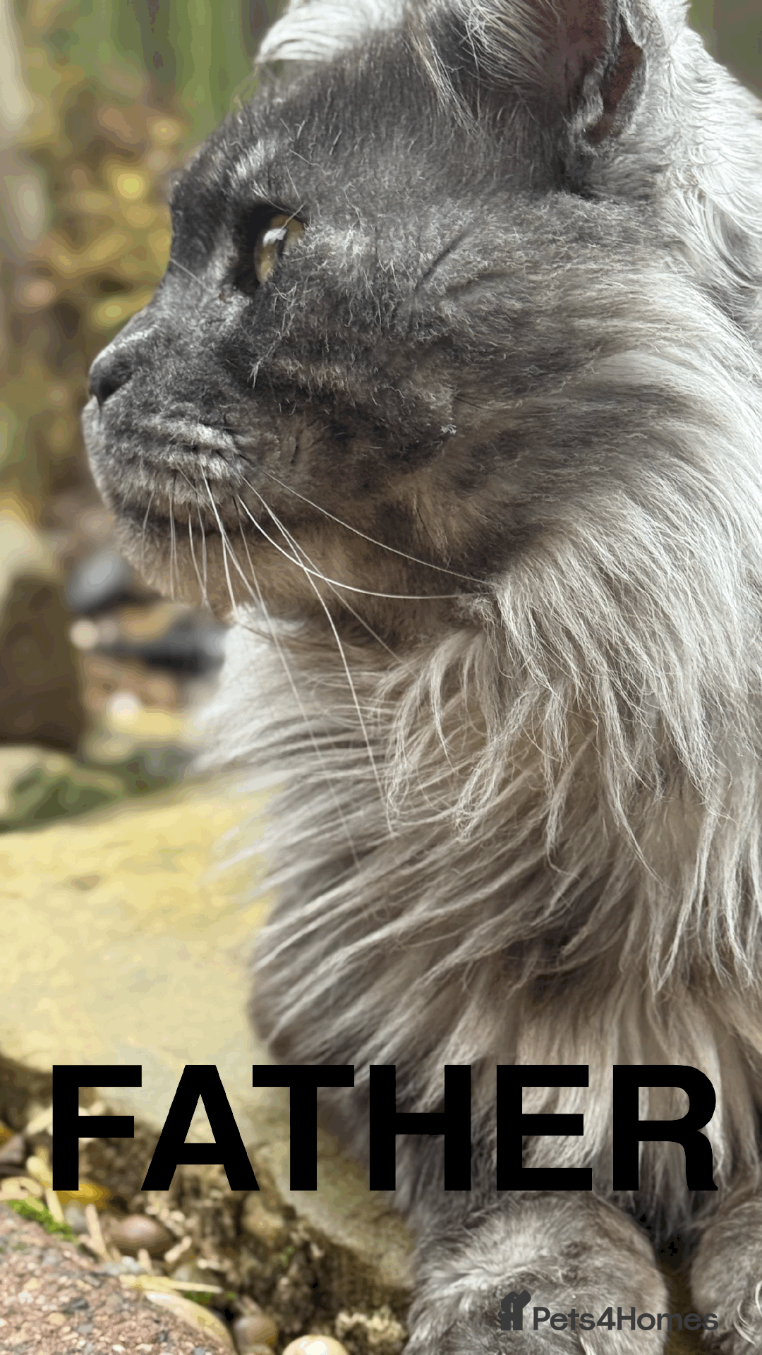 Maine Coon cats for sale: XXL CHAMPION RUSSIAN LINE.MAINE COON KITTENS - Advert 39