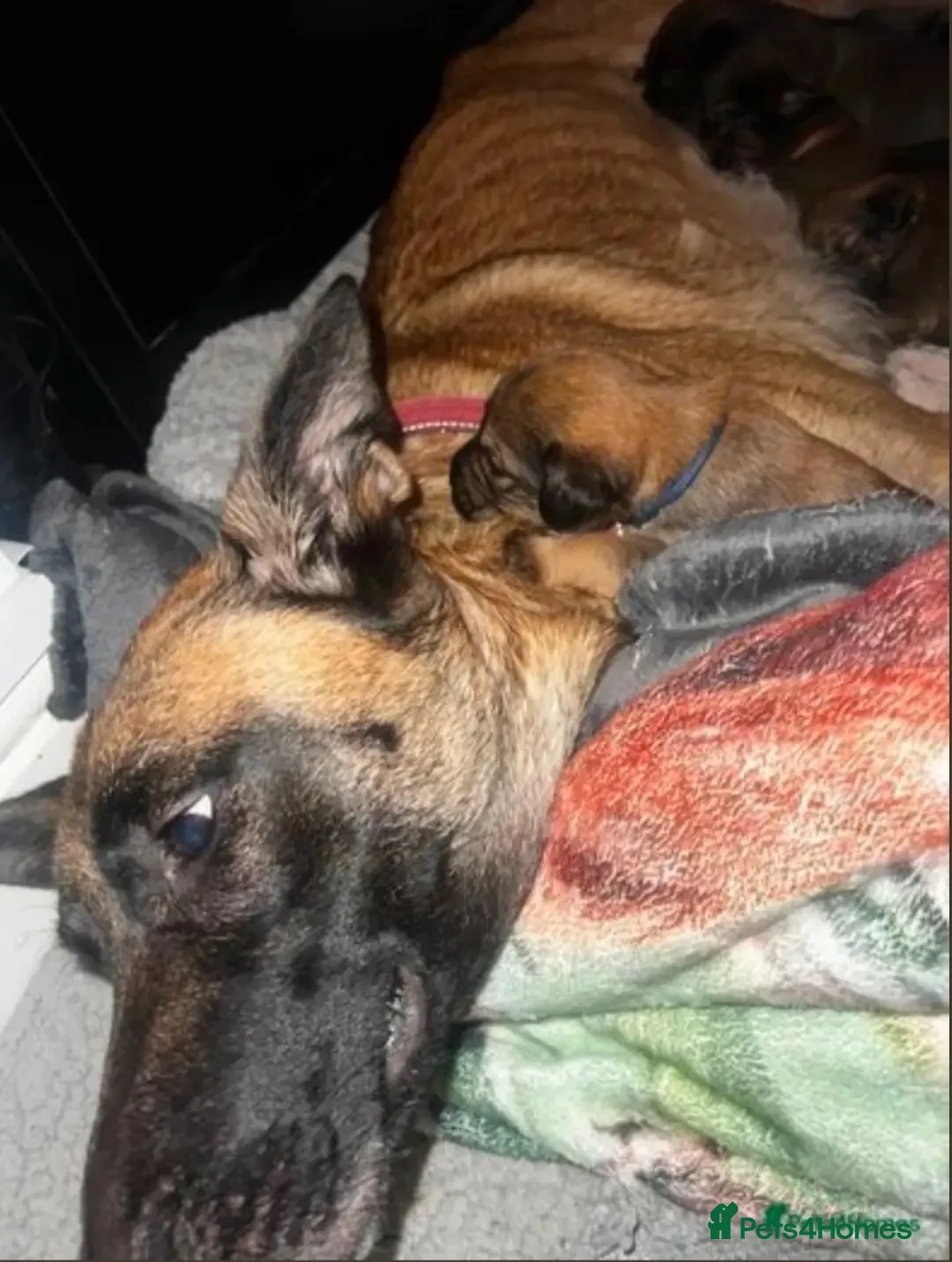 Mixed Breed dogs for sale: Malinois x spaniel  - Advert 5