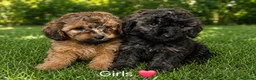 Miniature Poodle dogs for sale: 3 left! Pure Bred Miniature poodles - Advert 8