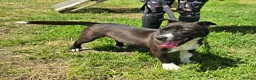 Mixed Breed dogs for adoption: RICHIE - CEO OF FUN & ADVENTURES 🐾 - Advert 5
