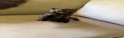 British Shorthair cats for sale: Black tortie Tica Reg British shorthair  - Advert 6