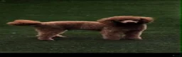 Cavapoo dogs for sale: 🐩🐶🐾FULLY HEALTH CLEAR F1 CAVAPOO🐾🐶🐩  - Advert 24
