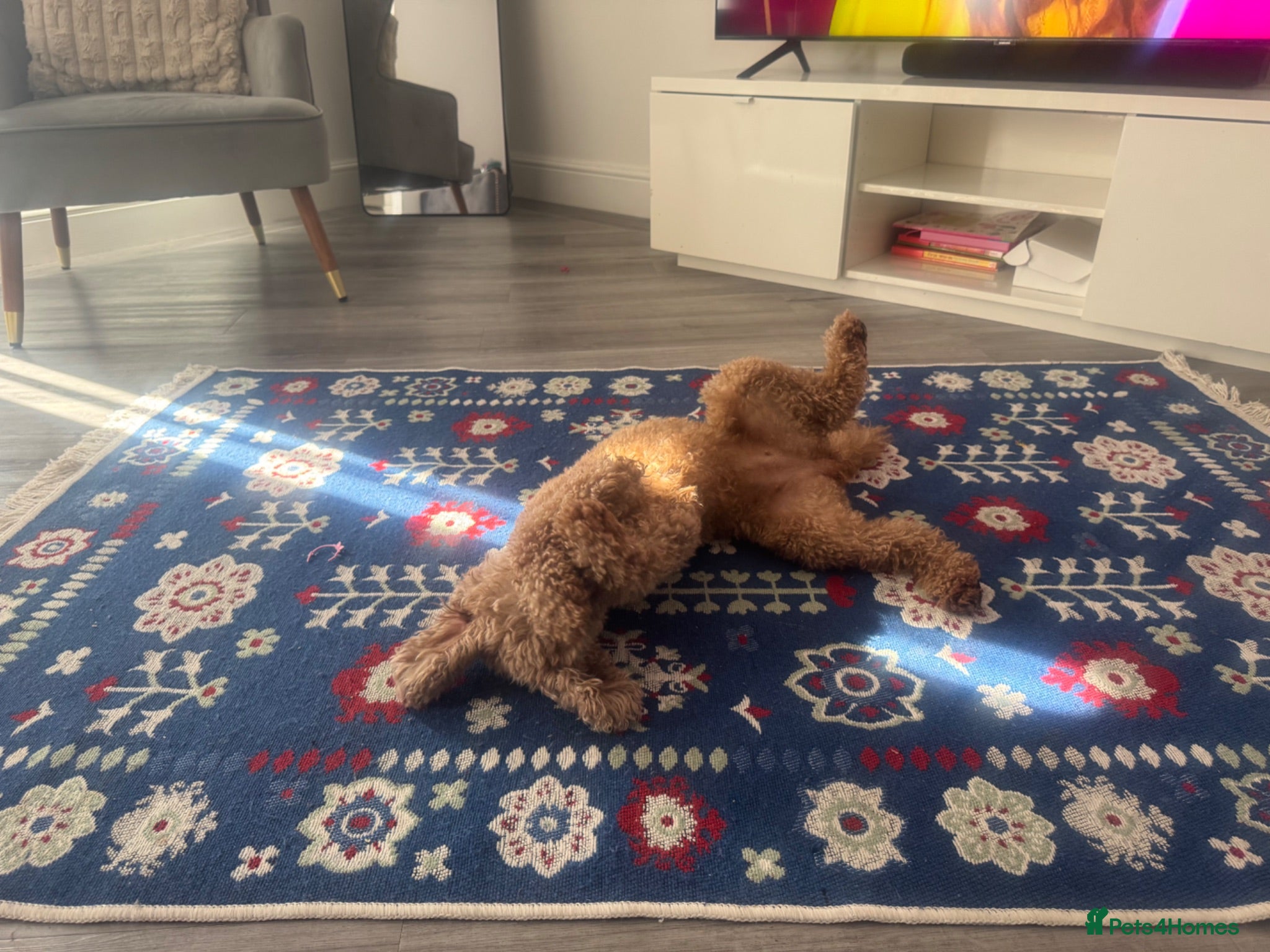 Toy Poodle dogs Toy puddle  - Advert 3