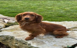 Cocker Spaniel dogs for sale: Working cocker spaniel pups - Image 10