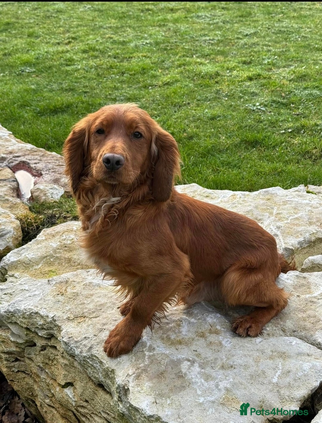 Cocker Spaniel dogs for sale: Working cocker spaniel pups - Image 10