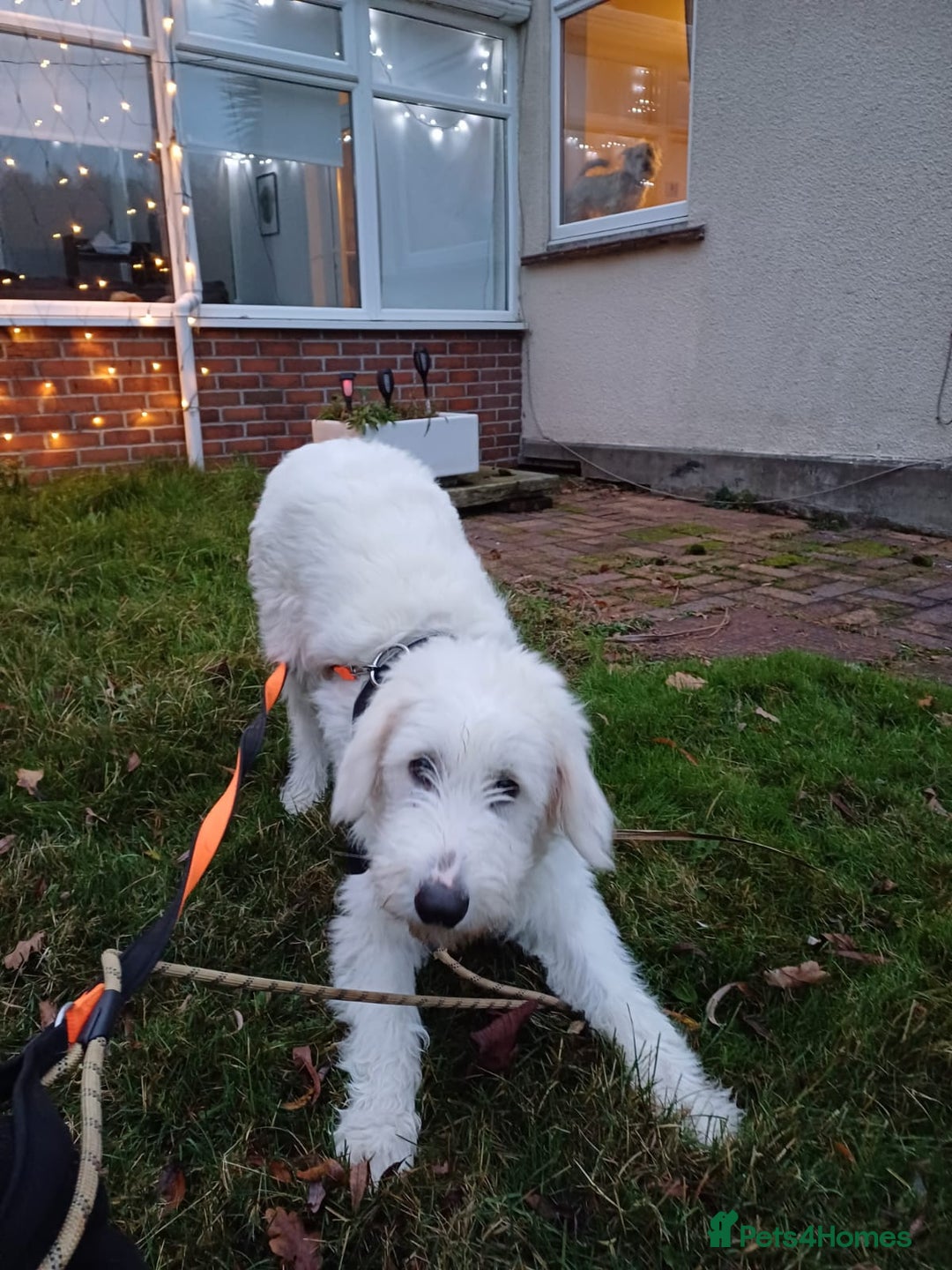 Mixed Breed dogs for adoption: Meet JOJO - a superb big girl, for a Loving Home - Image 34