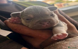 French Bulldog dogs for sale: ONE FEMALE LEFT -gorgeous grey French Bulldogs - Image 12