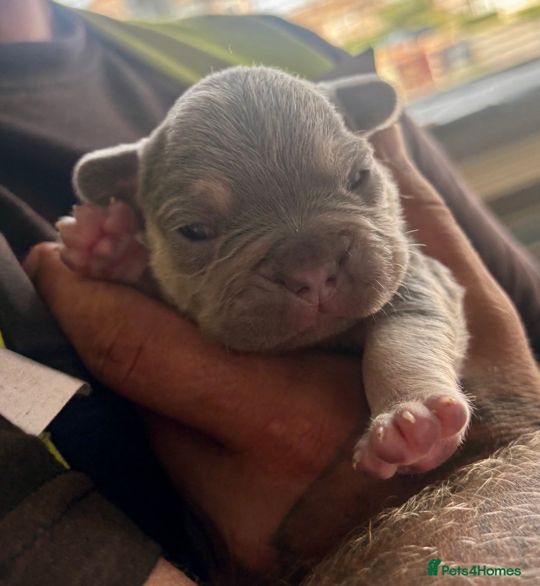 French Bulldog dogs for sale: ONE FEMALE LEFT -gorgeous grey French Bulldogs - Image 12