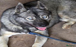 Siberian Husky dogs for sale: 🐾 Stunning RARE Colour Husky Puppies–Available 🐾 - Advert 7