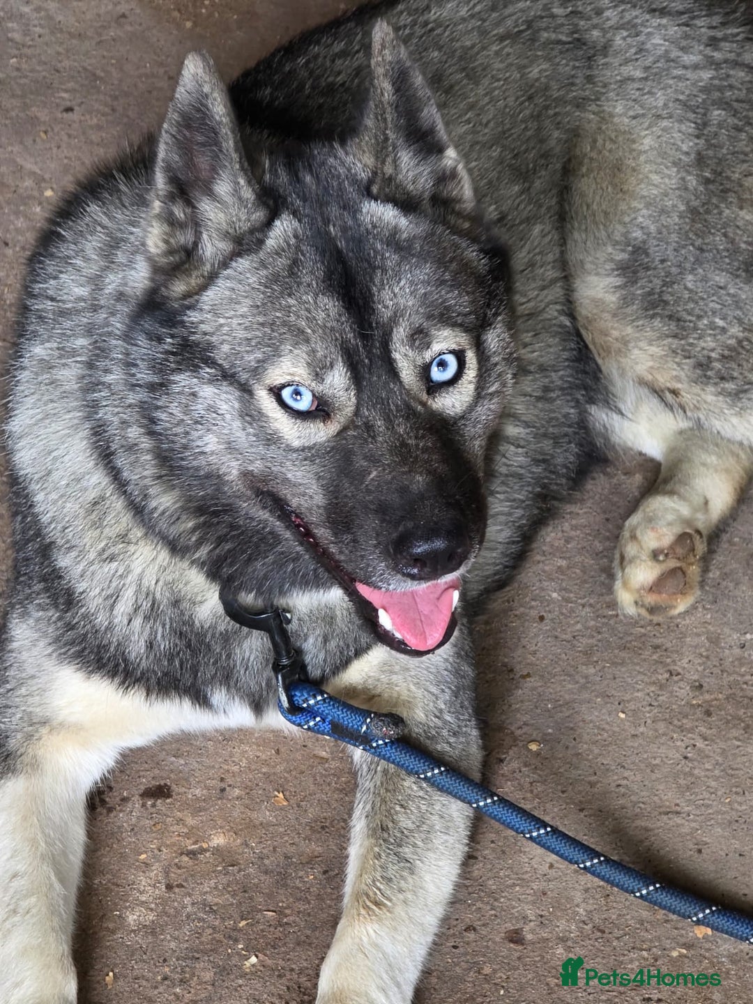 Siberian Husky dogs for sale: 🐾 Stunning RARE Colour Husky Puppies–Available 🐾 - Advert 7