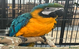 Parrots birds for sale: Hand Reared Baby Blue & Gold Macaws  - Image 3