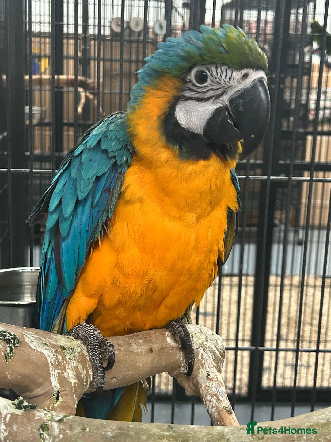 Parrots birds for sale: Hand Reared Baby Blue & Gold Macaws  - Image 3