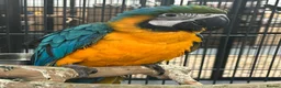 Parrots birds for sale: Hand Reared Baby Blue & Gold Macaws  - Advert 3