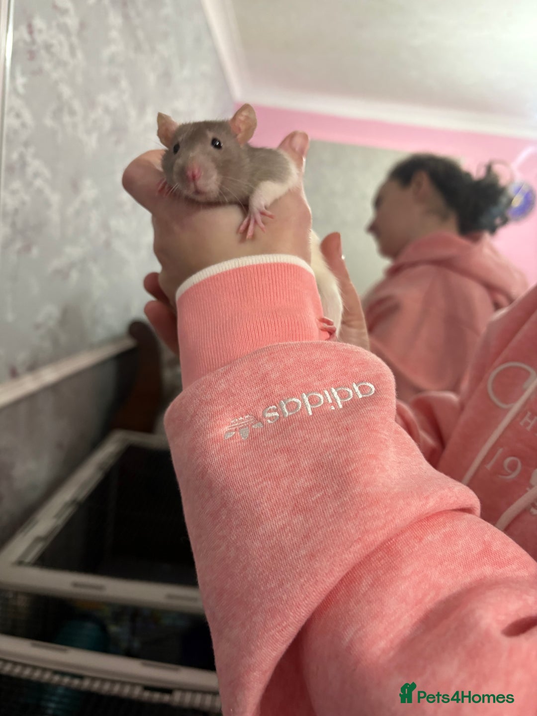 Rat rodents for sale: 2 female rats with cage and accessories  - Advert 5