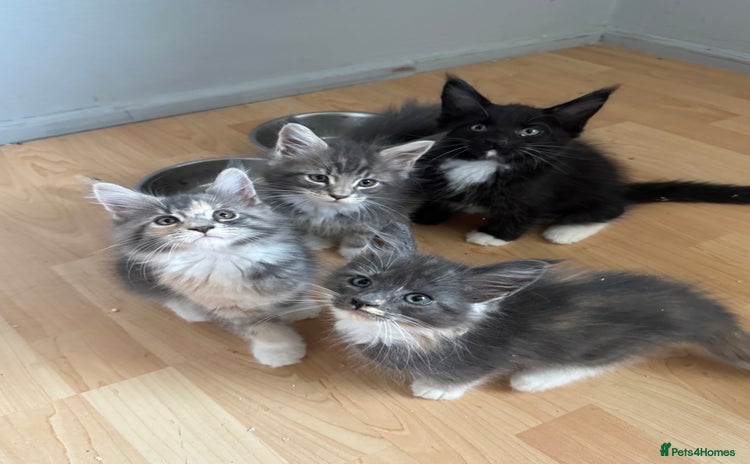 Maine Coon cats - Advert 4