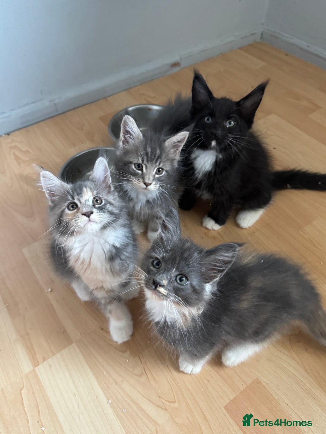 Maine Coon cats for sale: Maine Coon kittens Available!!!! - Image 3