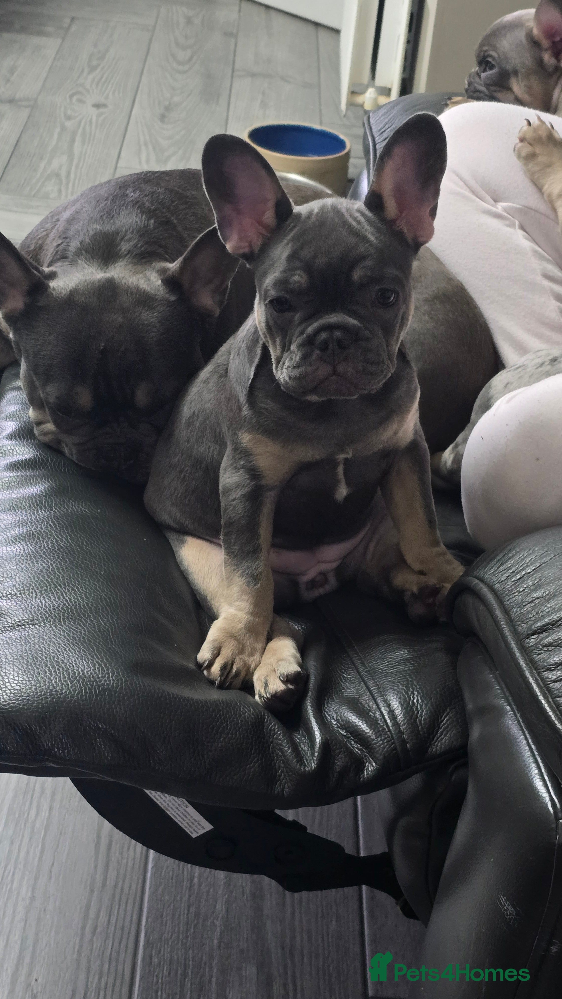 French Bulldog dogs for sale: 7 month old french bulldog girls 🩷 - Advert 7
