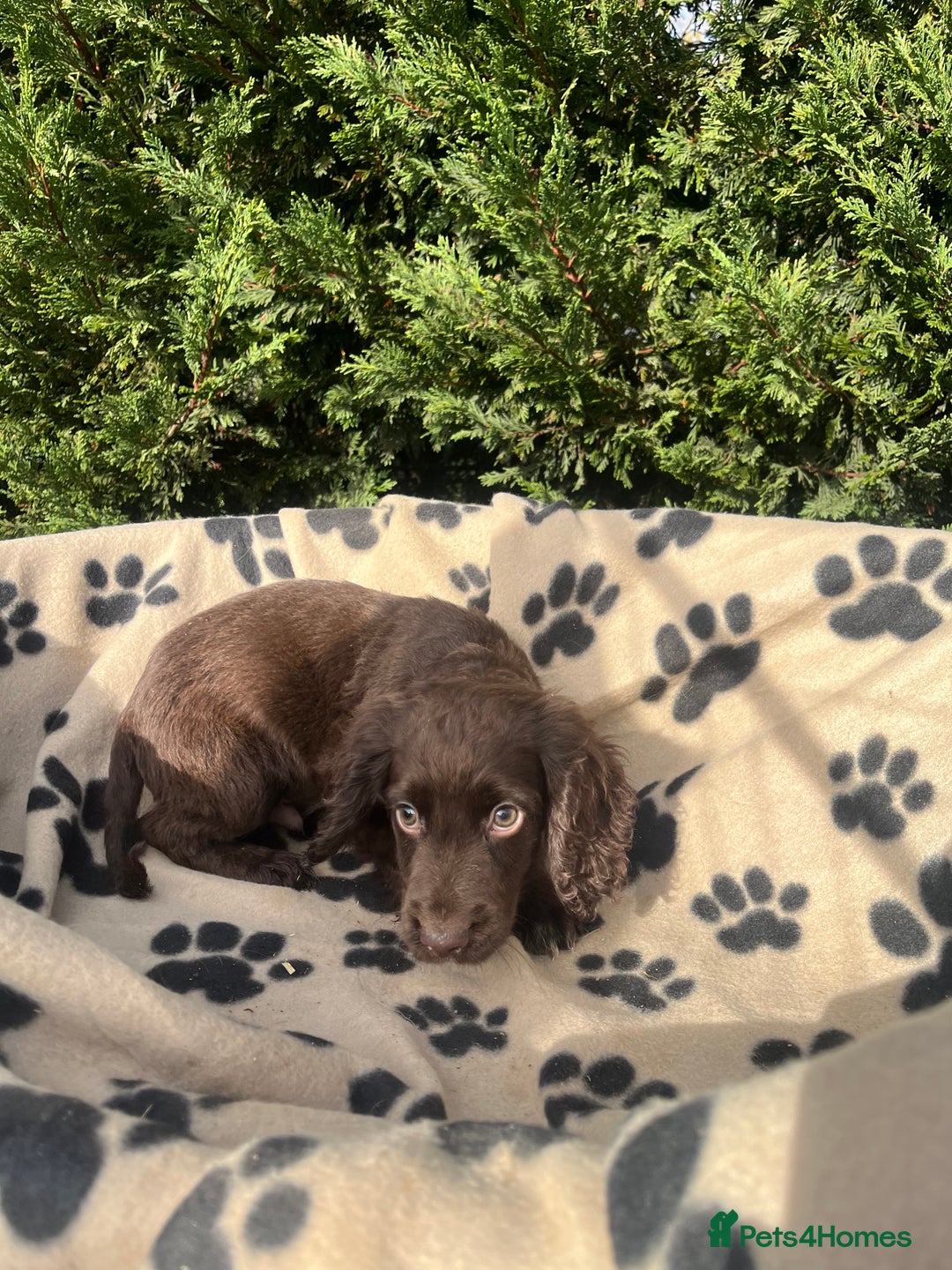 Cocker Spaniel dogs for sale: 5 beautiful cocker spaniels  - Advert 10