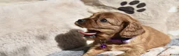 Cavalier King Charles Spaniel dogs for sale: Health Tested Parents-beautiful puppies - Advert 4