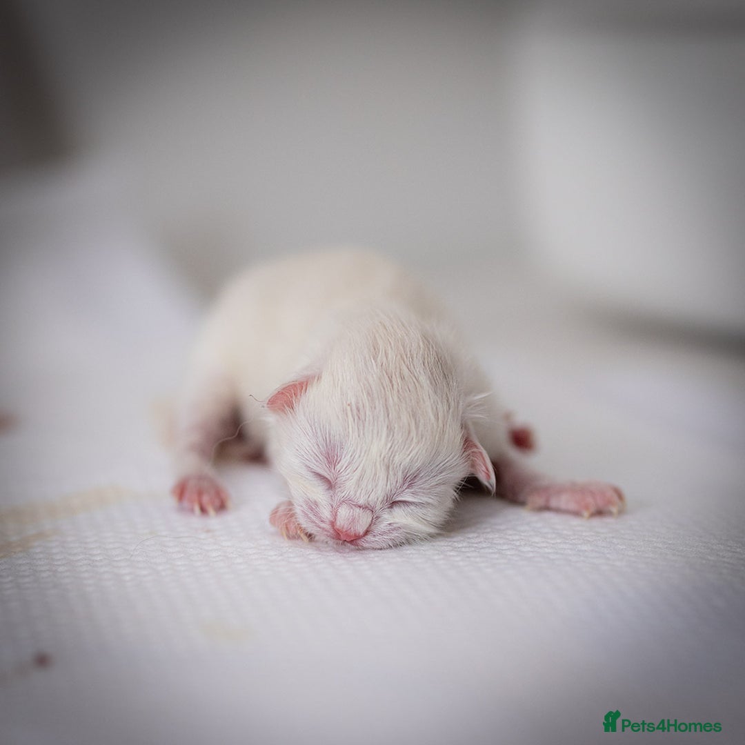 Ragdoll cats for sale: Ragdoll Bicolor Kitten Boy LRCA TICA - Advert 4