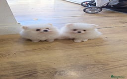 Pomeranian dogs for sale: Pomeranians of the original breed  - Image 2