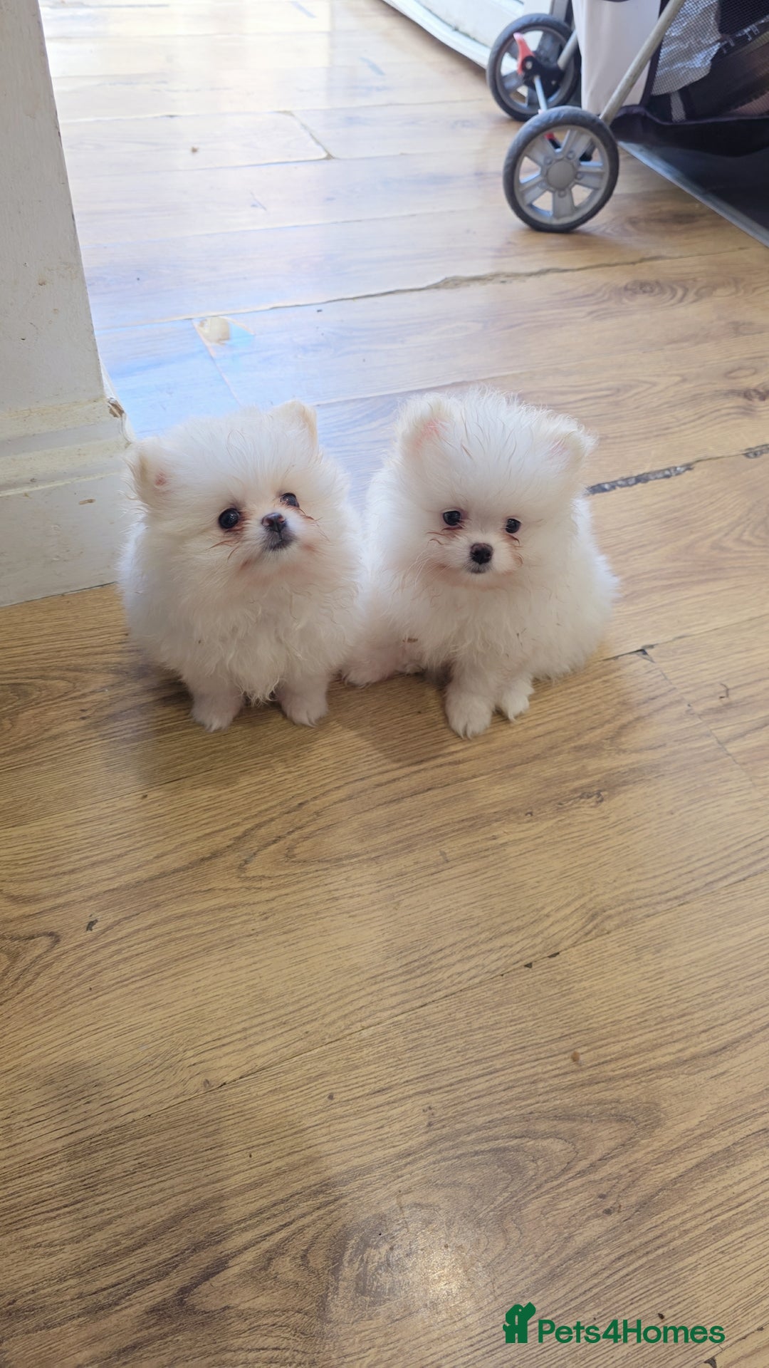 Pomeranian dogs for sale: Pomeranians of the original breed  - Image 2