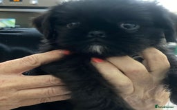 Griffon Bruxellois dogs for sale: New Kids on the Block - Image 1