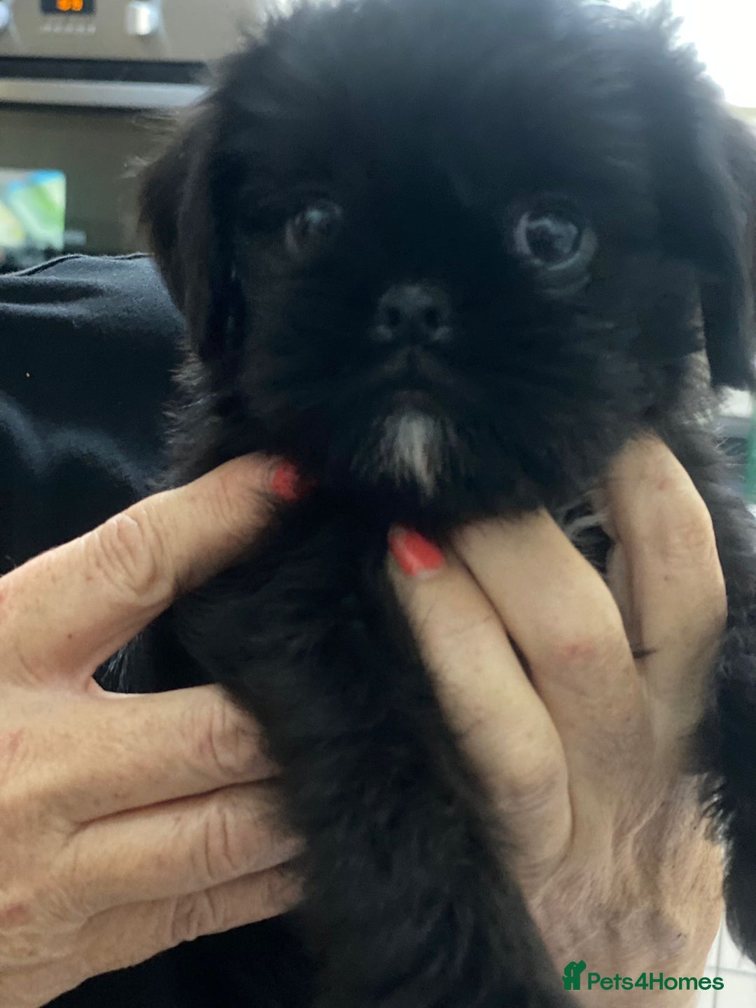 Griffon Bruxellois dogs for sale: New Kids on the Block - Image 1