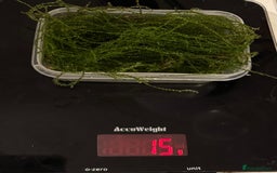 Live Bearers fish for sale: 6g / 15g / 25g Java Moss - Image 2