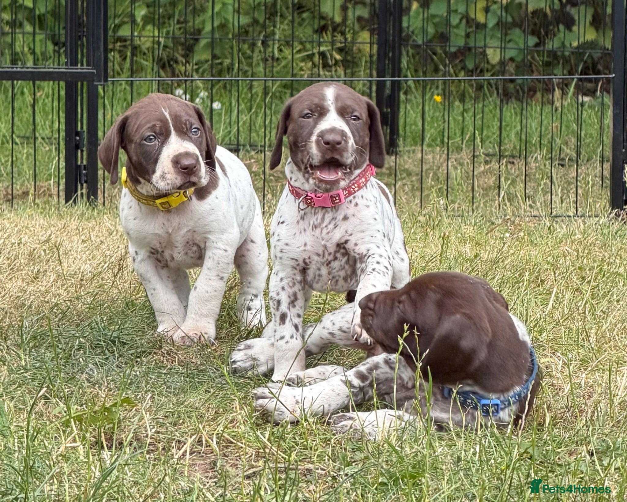 German Shorthaired Pointer dogs KC Registered German Shorthaired Pointer Puppies - Advert 2