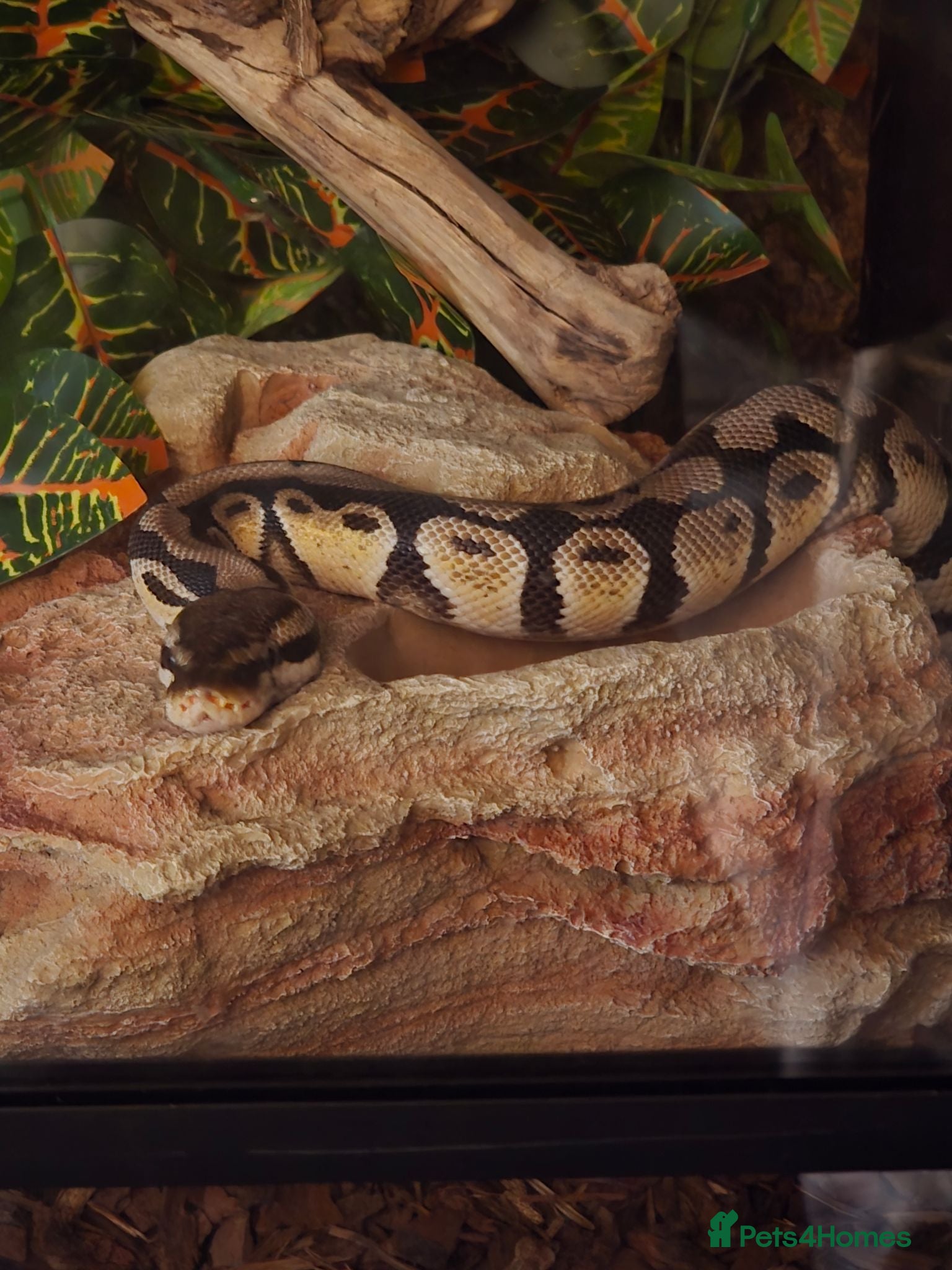 Mixed Breed reptiles F bearded dragon, ball python, carpet python.  - Advert 1