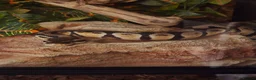 Mixed Breed reptiles for sale: F bearded dragon, ball python, carpet python.  - Advert 1