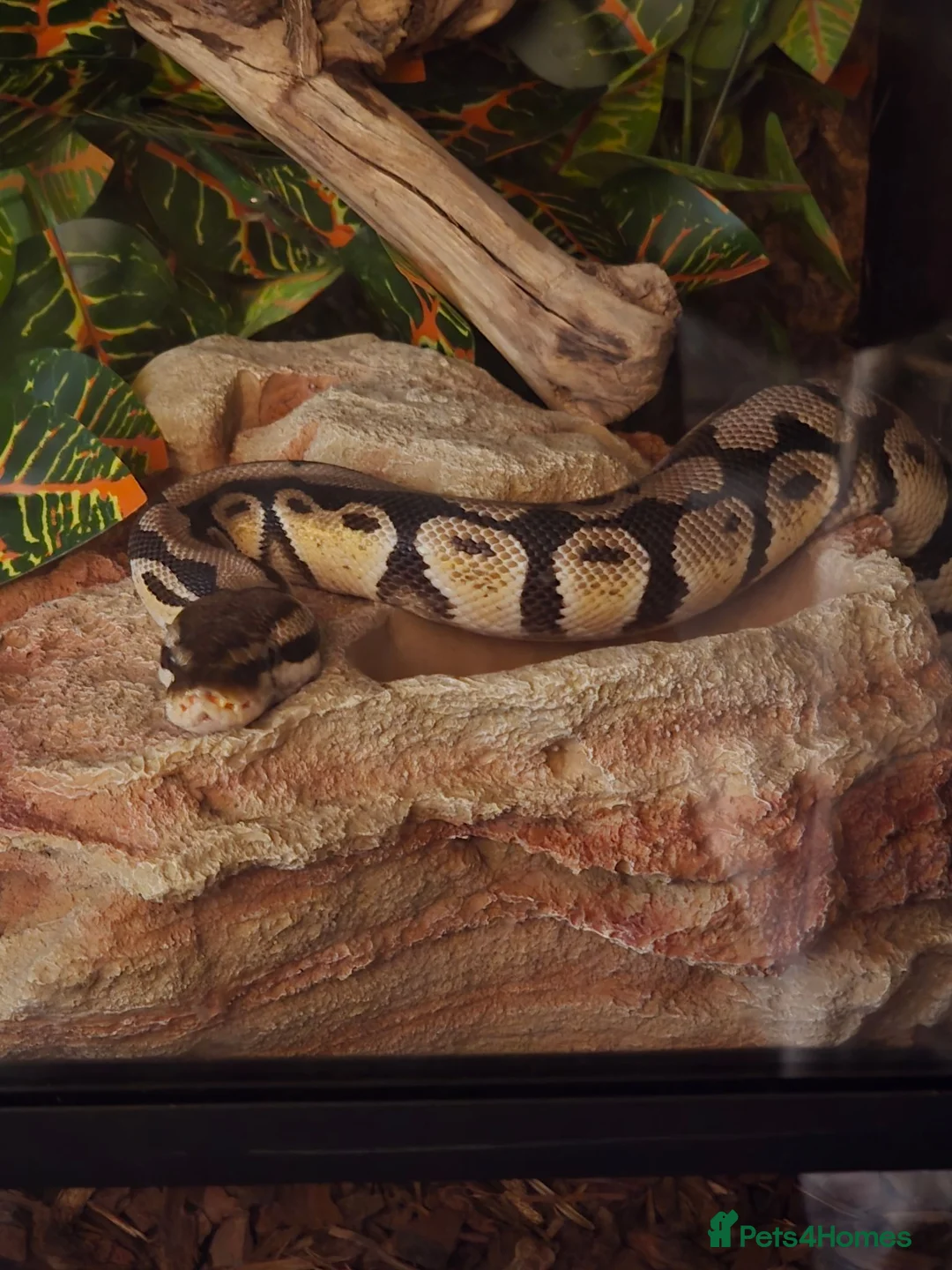 Mixed Breed reptiles for sale: F bearded dragon, ball python, carpet python.  - Advert 1