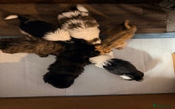 Zuchon dogs for sale: Bichon x Westie x Shih zu  - Advert 28