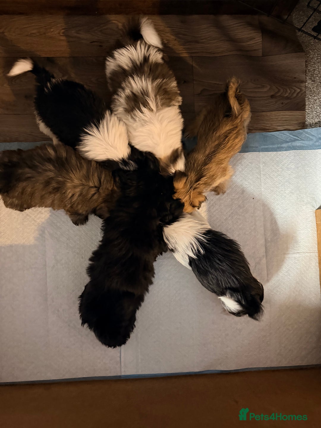 Zuchon dogs for sale: Bichon x Westie x Shih zu  - Advert 28