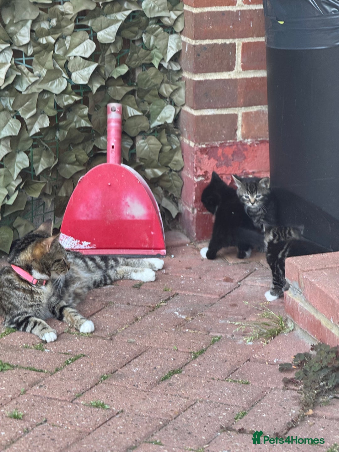 American Shorthair cats for sale: 2 make and 1 female kittens for sale  - Image 7