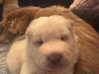 Shar Pei dogs 3 white Gorgeous bears - Advert 1